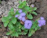 Ageratum houstonianum
