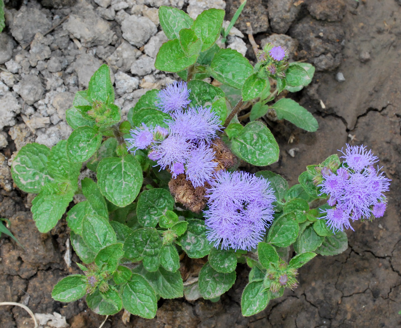 Image of Ageratum houstonianum specimen.