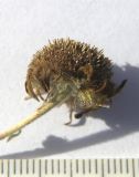 Pulicaria dysenterica
