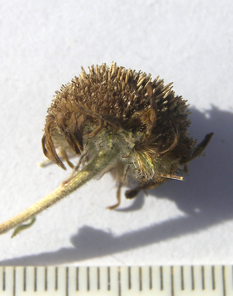 Image of Pulicaria dysenterica specimen.
