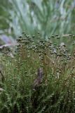Calliergon cordifolium
