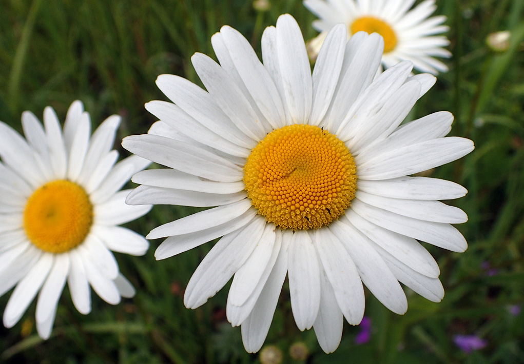 Изображение особи Leucanthemum vulgare.