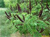 Amorpha fruticosa. Верхушки расцветающего растения. Украина, г. Николаев, Заводской р-н, парк \"Лески\". 02.06.2017.