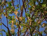 Betula microphylla. Верхушка ветви с мужскими и женскими соцветиями. Монголия, аймак Булган, дюны Элсэн Тасархай, ≈ 1400 м н.у.м. 01.06.2017.