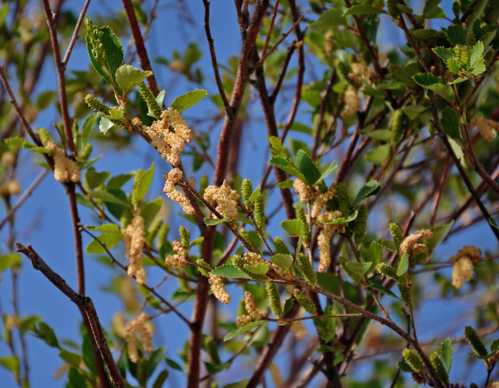 Image of Betula microphylla specimen.