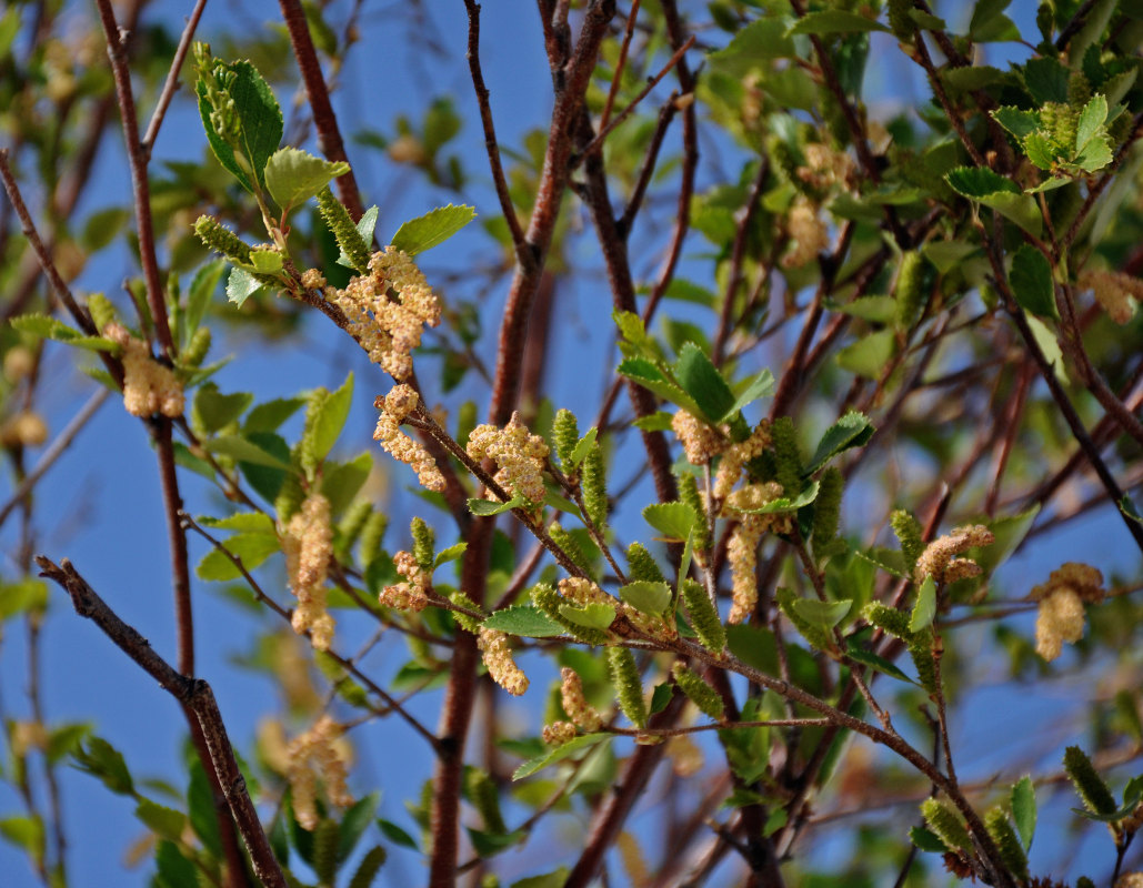 Изображение особи Betula microphylla.