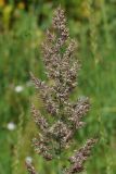 Calamagrostis epigeios. Соцветие. Восточный Казахстан, г. Усть-Каменогорск, правый берег р. Иртыш, луг. 04.07.2017.