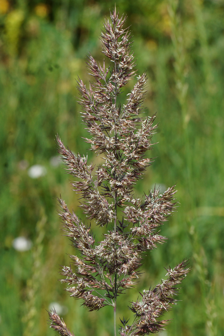 Изображение особи Calamagrostis epigeios.