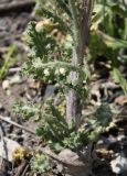 Senecio vernalis. Основание побега. Украина, Запорожская обл., Мелитопольский р-н. 04.05.2010.