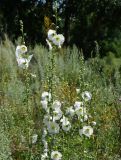 Alcea rosea. Верхушки цветущих растений. Восточный Казахстан, г. Усть-Каменогорск, правый берег р. Иртыш, обочина грунтовой дороги, самосев. 04.07.2017.