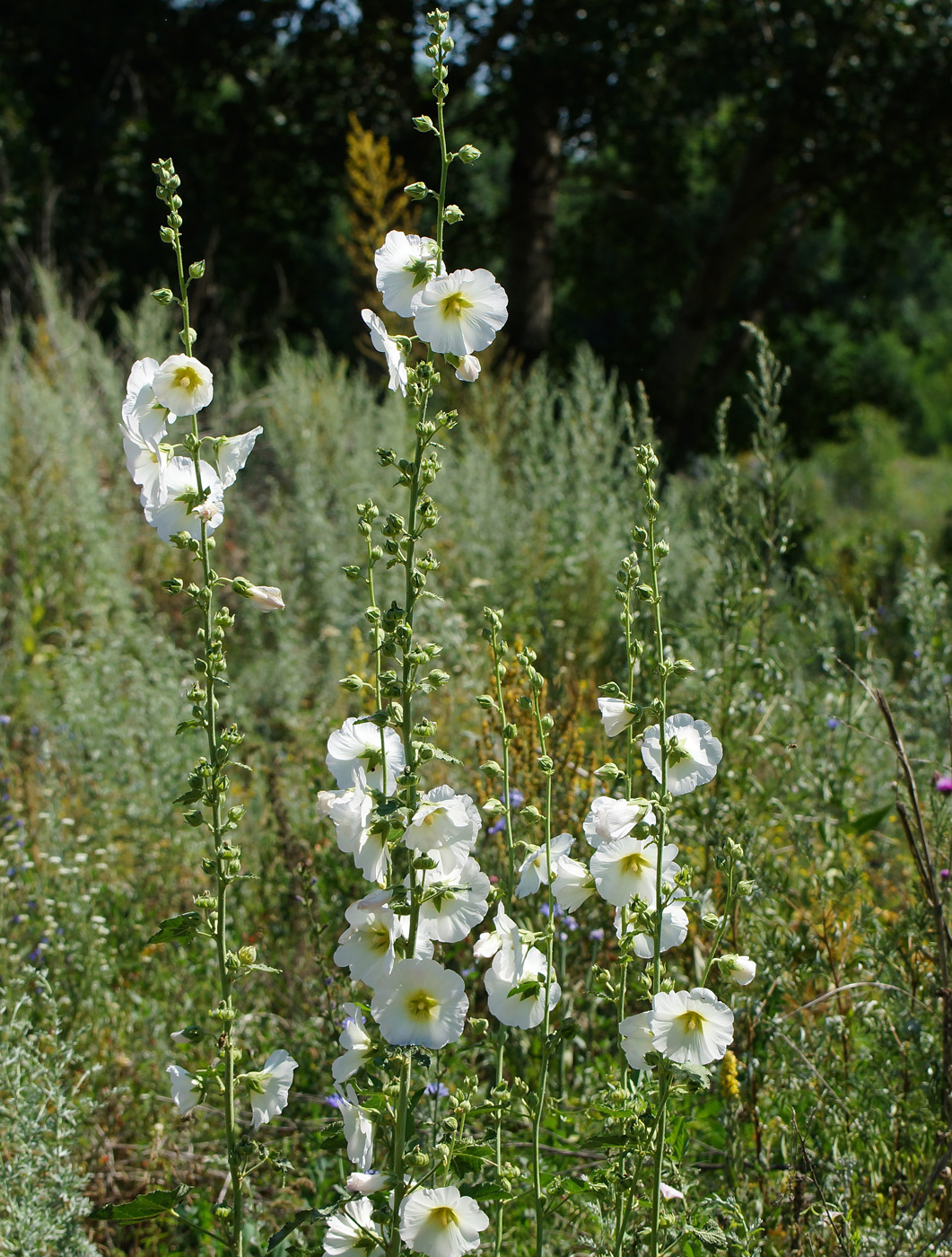 Изображение особи Alcea rosea.