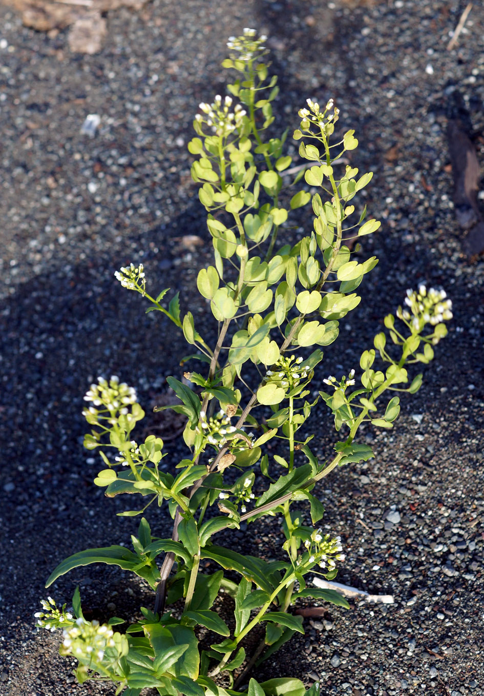 Image of Thlaspi arvense specimen.