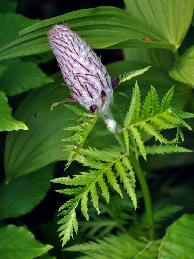 Изображение особи Pedicularis atropurpurea.