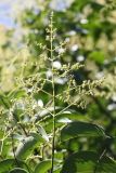 Ligustrum lucidum. Верхушка побега с соцветием. Краснодарский край, г. Сочи, Лазаревский р-н, пос. Дагомыс, в культуре. 26.07.2017.