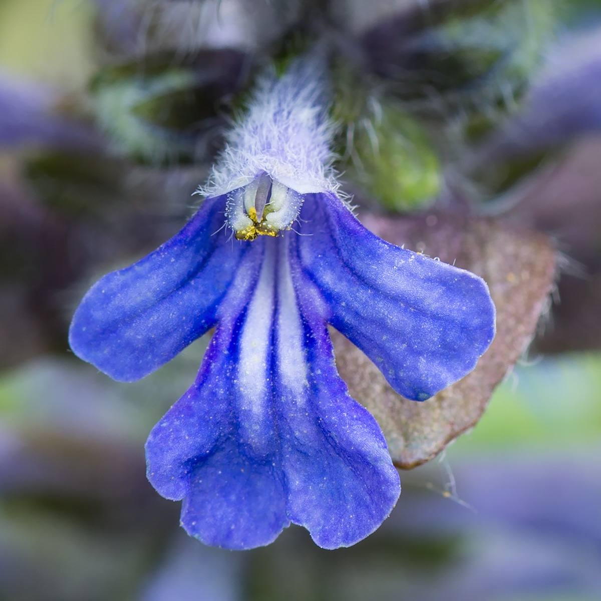 Image of Ajuga reptans specimen.