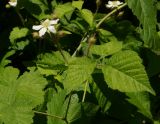 Rubus caesius