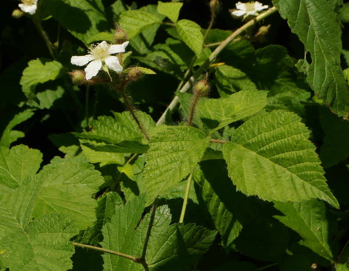 Изображение особи Rubus caesius.