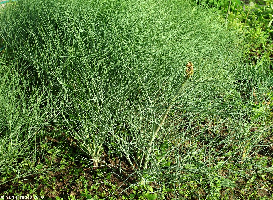 Image of Ferula leucographa specimen.