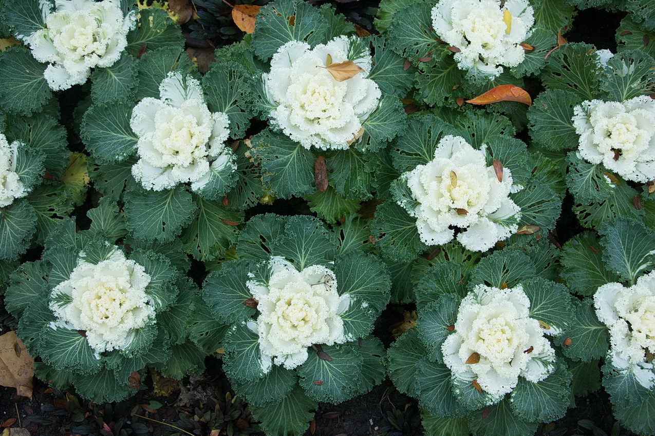 Изображение особи Brassica oleracea var. viridis.