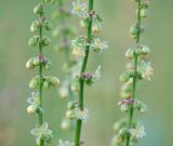 Rumex acetosella