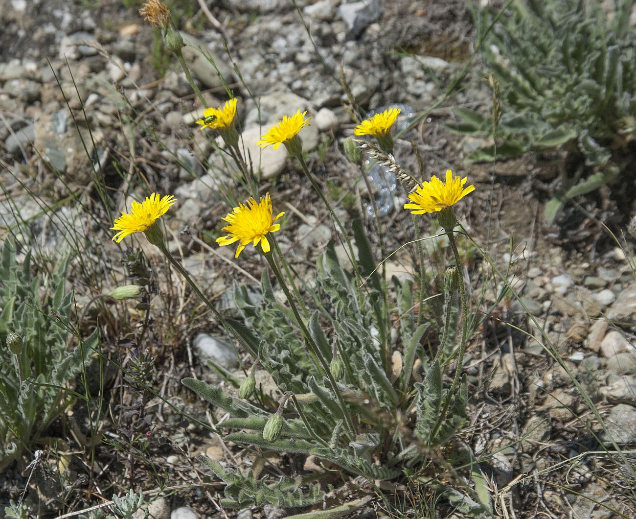 Изображение особи Leontodon biscutellifolius.