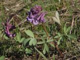 Corydalis solida. Цветущее растение. Украина, г. Запорожье, балка Щавелевая. 09.04.2018.