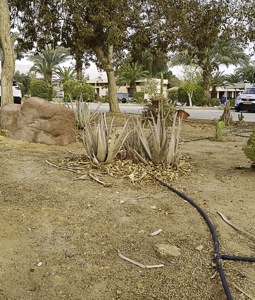 Image of Aloe vera specimen.