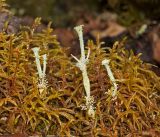 genus Cladonia