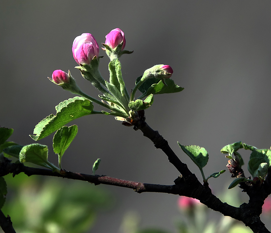 Изображение особи Malus domestica.