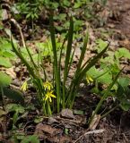 Gagea lutea. Цветущее растение. Пермский край, г. Пермь, Свердловский р-н, кладбище \"Южное\", тополёвая роща. 16.05.2018.