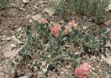Astragalus calycinus