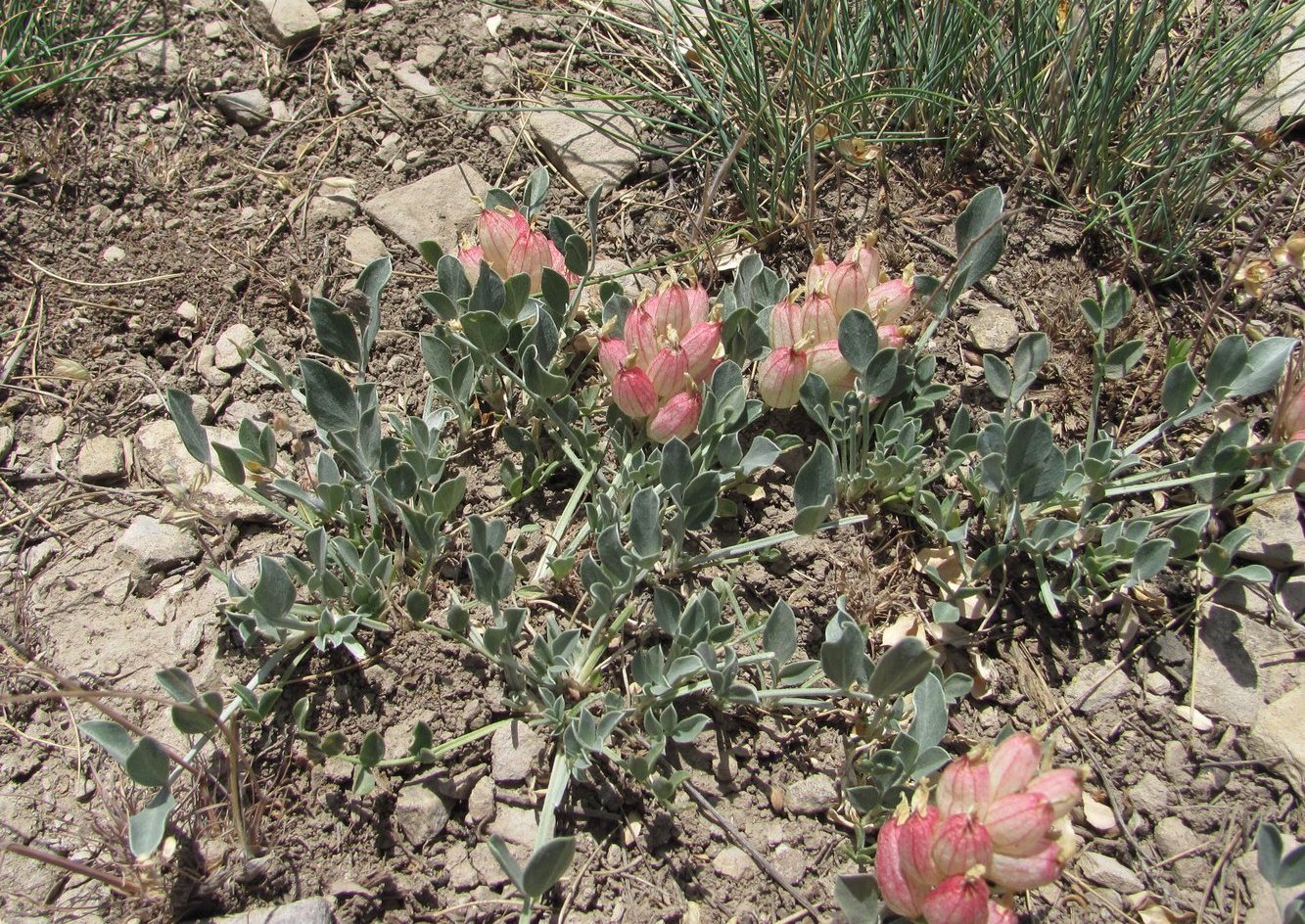 Изображение особи Astragalus calycinus.