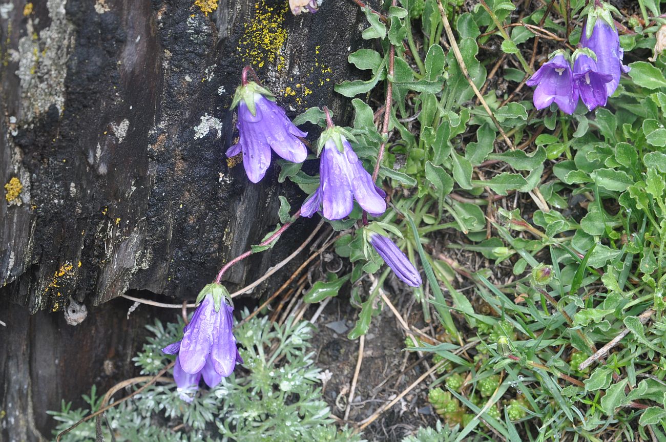 Изображение особи род Campanula.