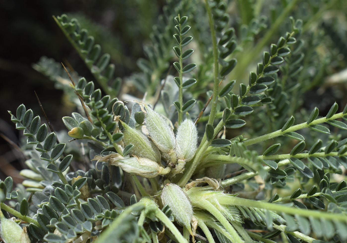 Изображение особи Astragalus tragacantha.