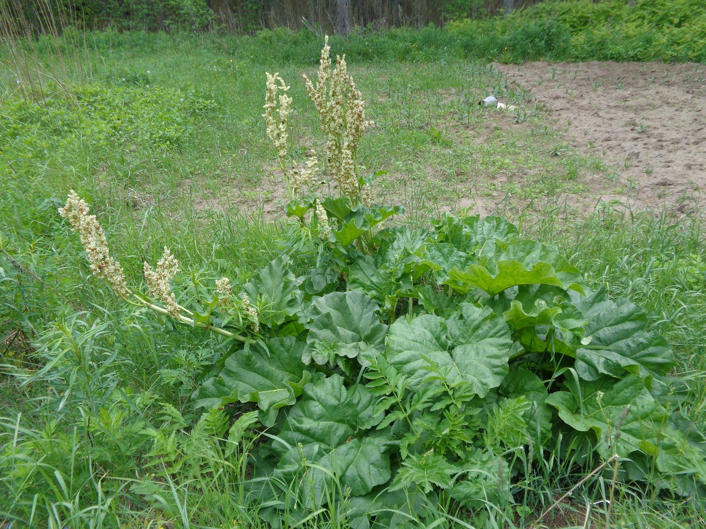 Изображение особи Rheum rhabarbarum.