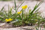 Potentilla anserina