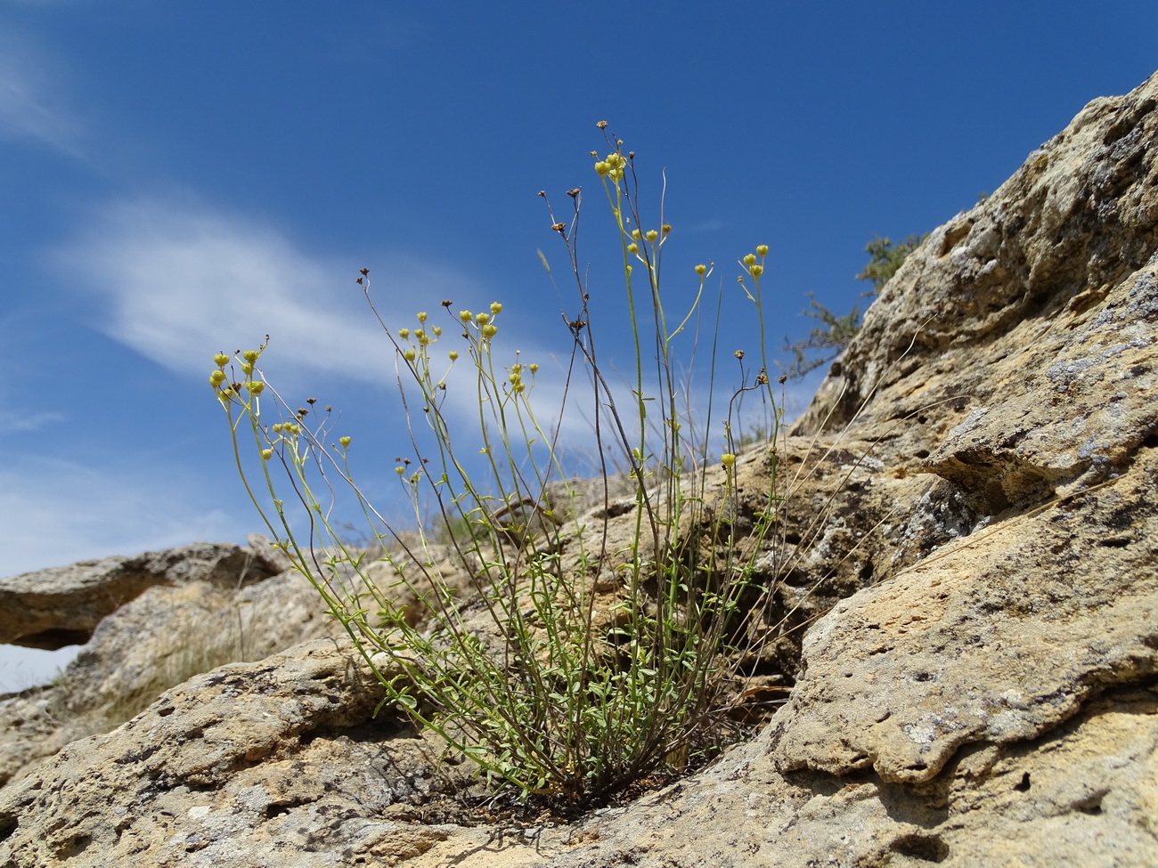 Image of Haplophyllum obtusifolium specimen.