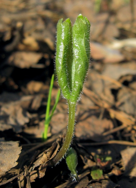 Image of Viola uniflora specimen.