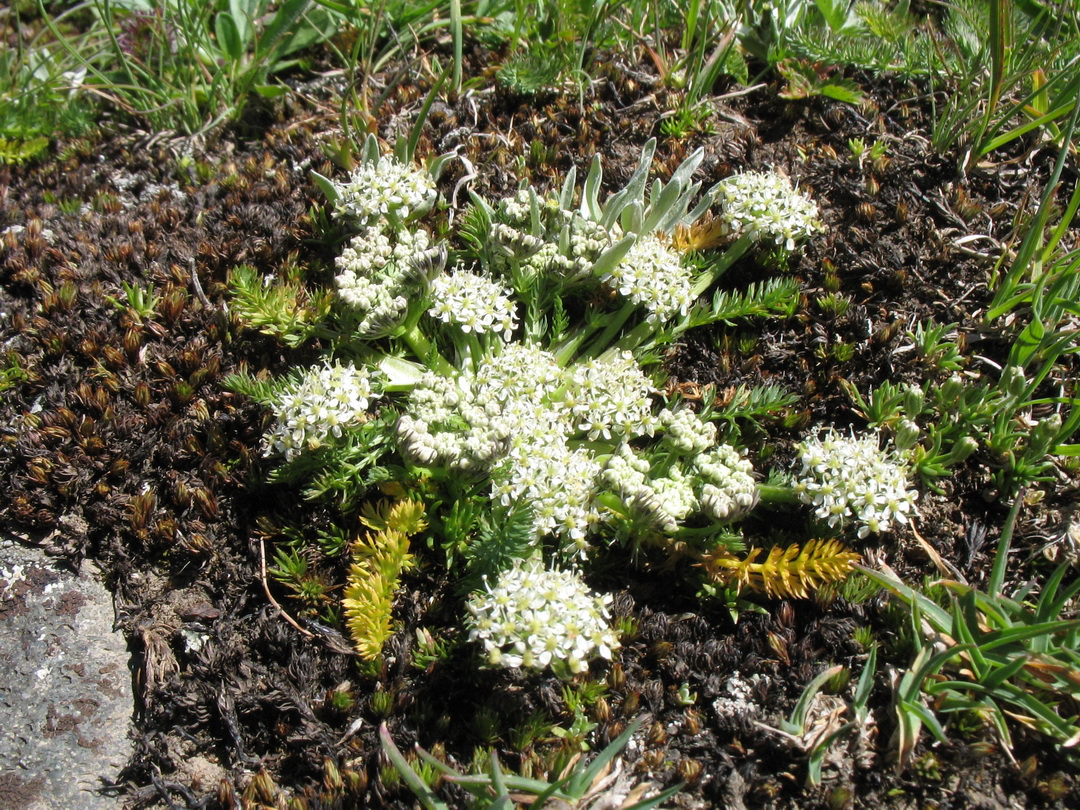 Изображение особи Schulzia albiflora.