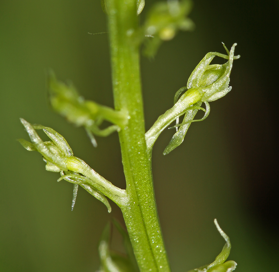 Image of Malaxis monophyllos specimen.