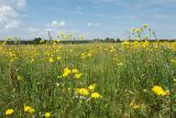Crepis biennis. Цветущие растения. Ленинградская обл., Гатчинский р-н, окр. дер. Замостье, суходольный луг. 14.07.2018.