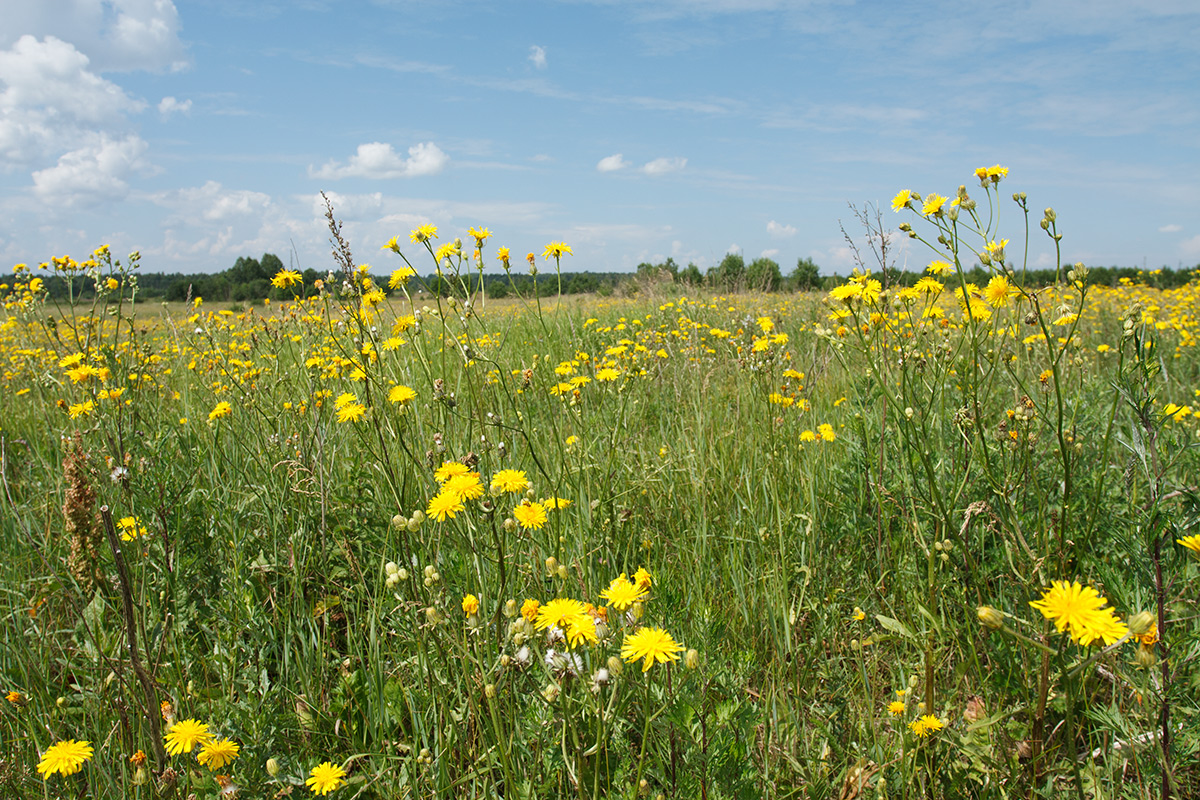 Image of Crepis biennis specimen.