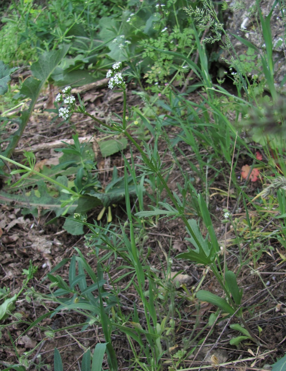 Image of Valerianella uncinata specimen.