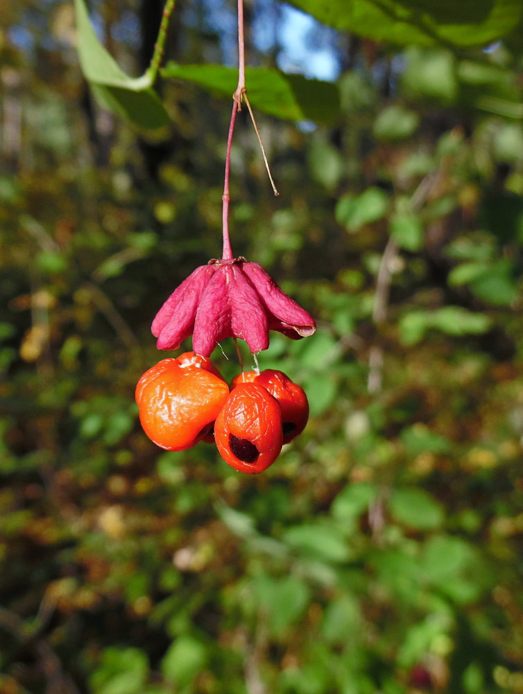 Изображение особи Euonymus verrucosus.