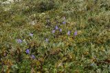 Campanula rotundifolia. Цветущие растения в кустарничковой тундре. Окрестности Мурманска, северный склон Лисьей сопки, конец августа 2008 г.