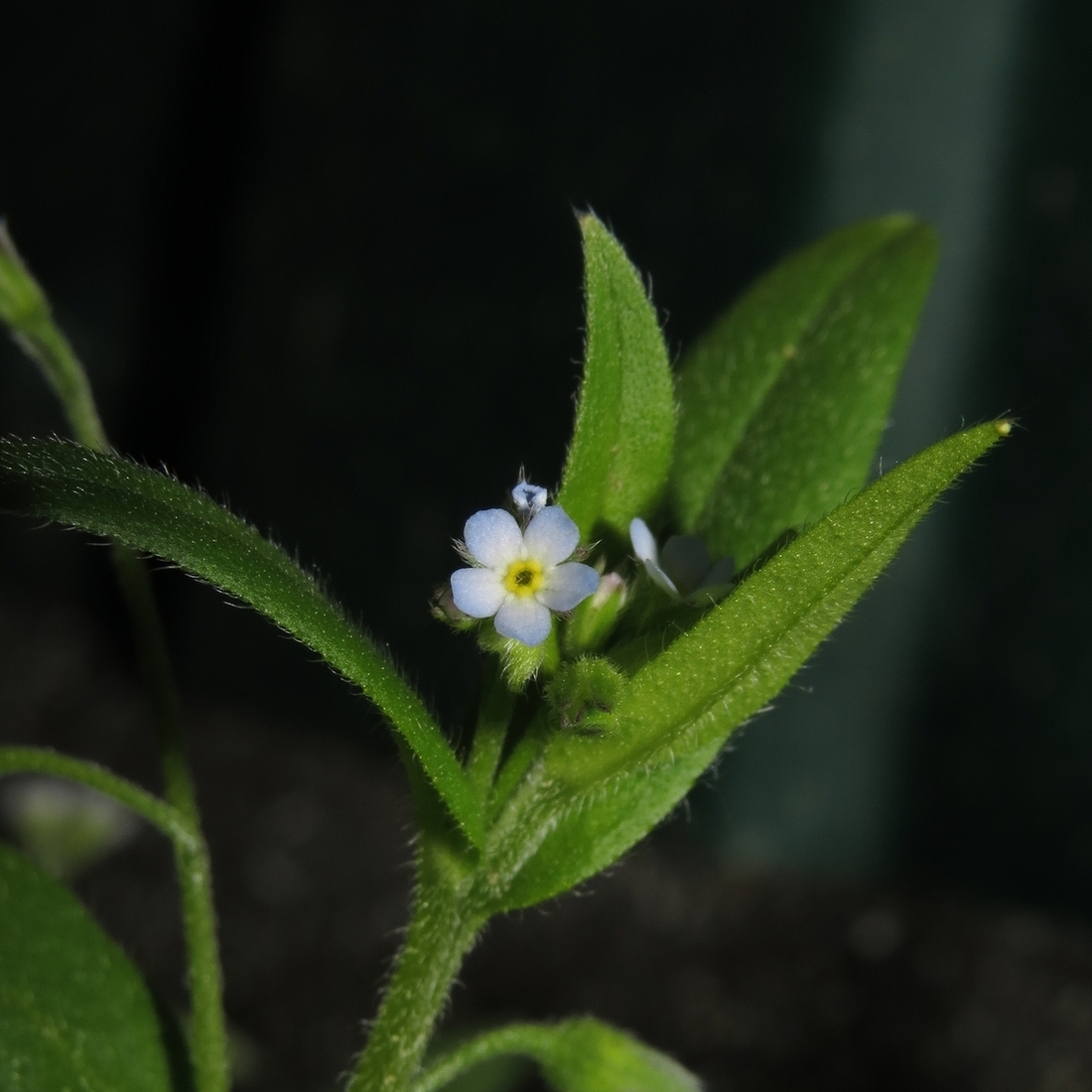 Image of Myosotis sparsiflora specimen.