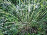 Stipa pennata