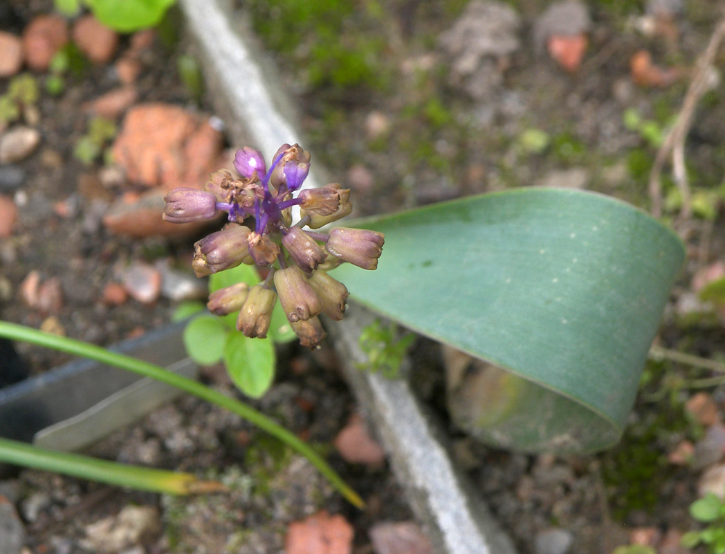 Image of Muscari mirum specimen.