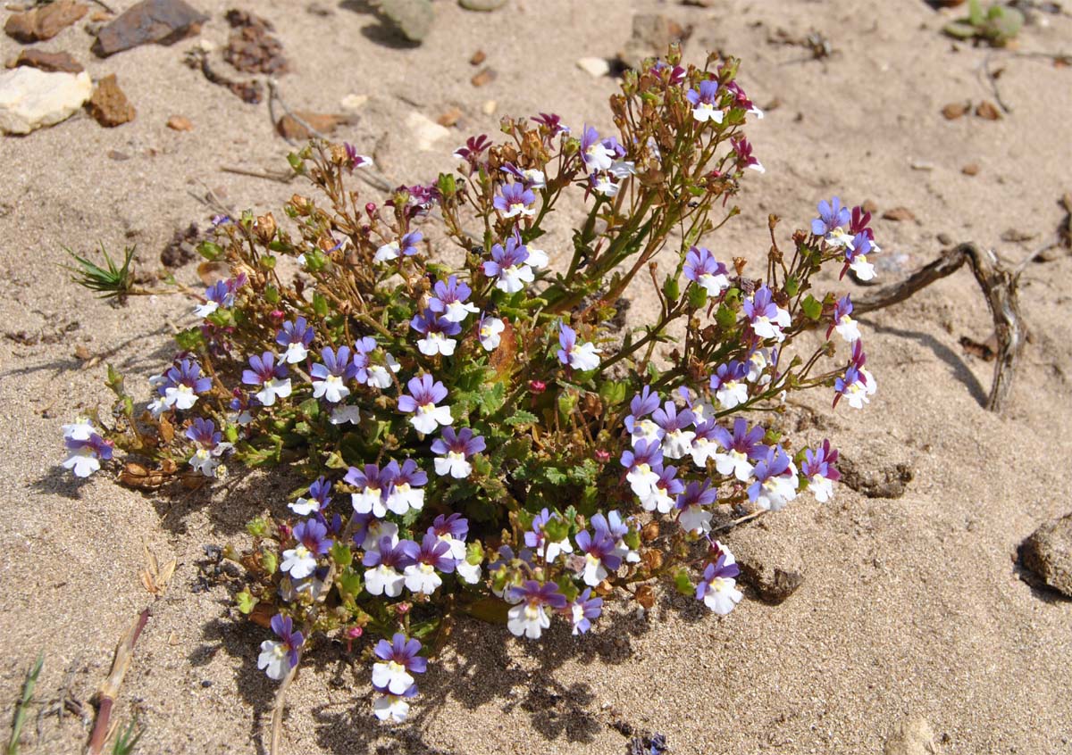 Изображение особи Nemesia affinis.