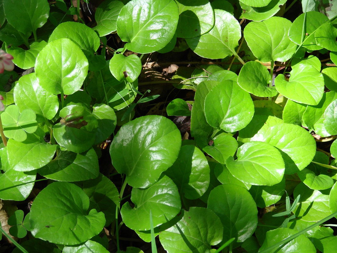 Image of Pyrola incarnata specimen.